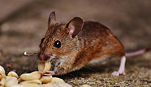 24 Hour & Emergency Exterminators in New Bedford, MA